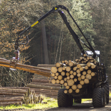 Forstwirtschaft, Holzindustrie
